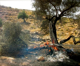 Olive_Tree_Burning320x265.jpg